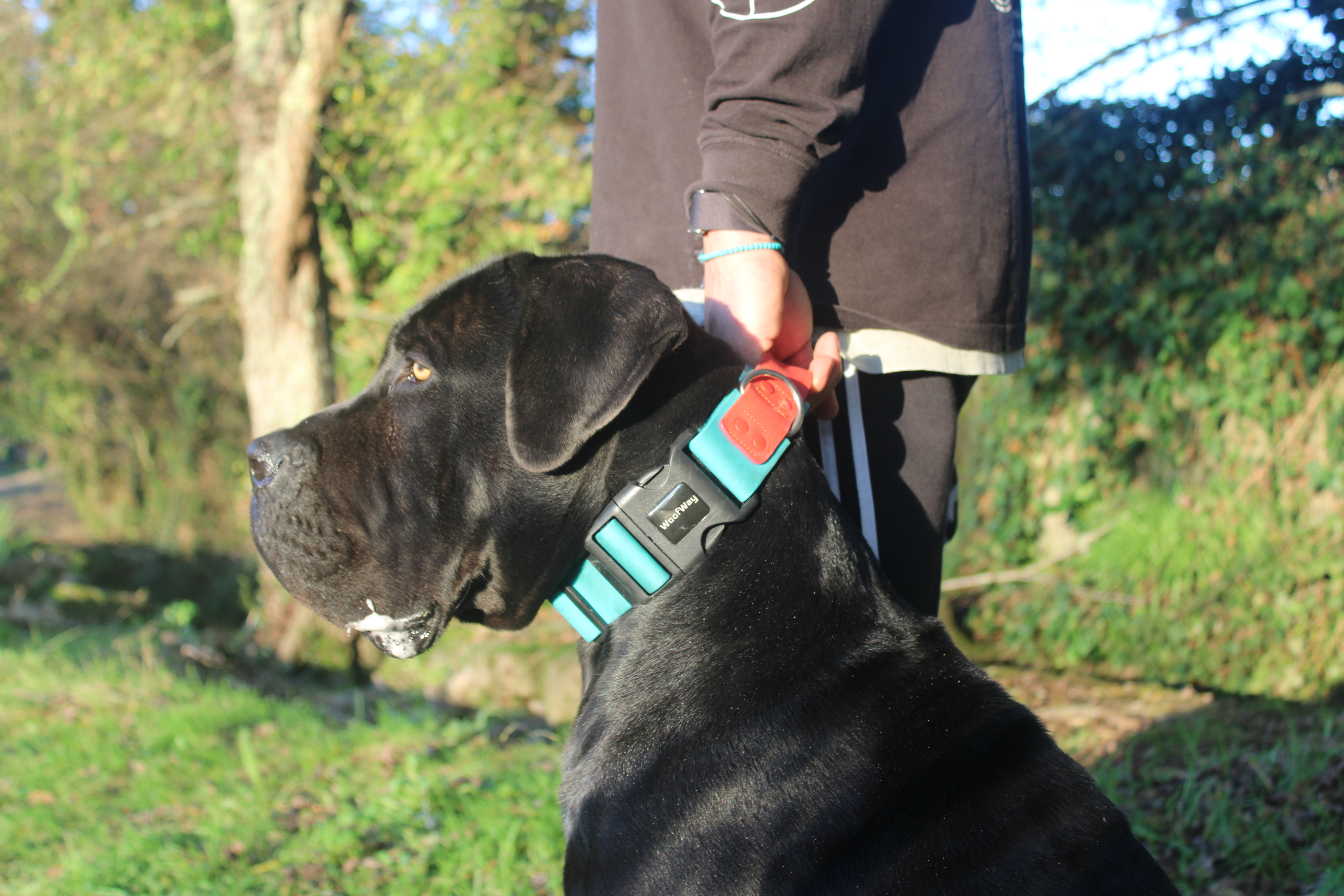 Trela e coleira fashion para cães grandes, de grande porte, robustos resistente, forte